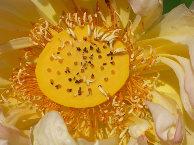 Archivo:Nelumbo nucifera 2.jpg