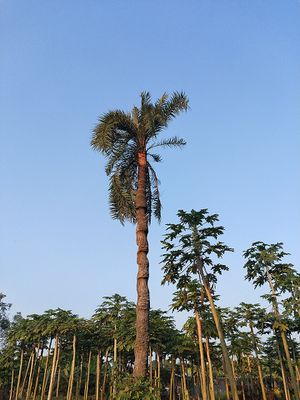 Oenocarpus bataua.jpg