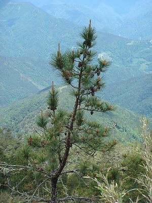 Pinus taiwanensis.jpg