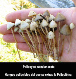 Psilocybe semilanceata.png