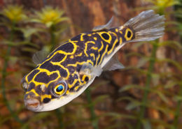 Tetraodon fluviatilis.jpg