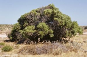 Acacia amblyophylla.jpg