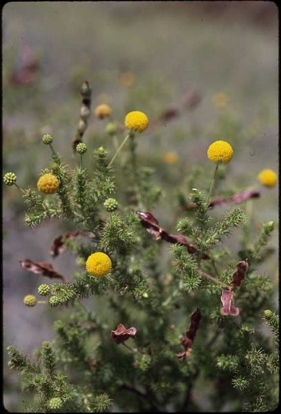 Archivo:Acacia lycopodiifolia 2.jpg