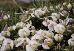 Adesmia parvifolia.jpg
