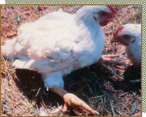 Artritis viral en pollos.gif