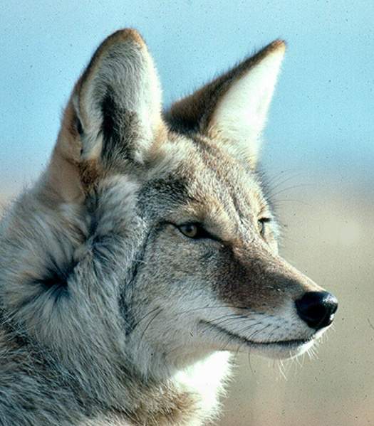 Archivo:Coyote.jpg