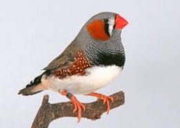 Diamante Mandarin.jpeg