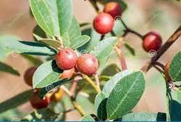 Frangula californica.jpg