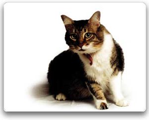 GatoMexicanodomestico.JPG