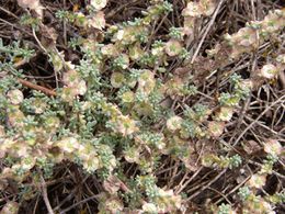 Maireana-brevifolia .jpg