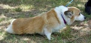 Mielopatia degenerativa en perros.jpg