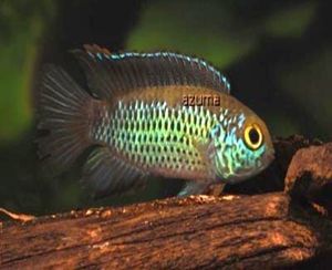 Nannacara anomala 111.jpg