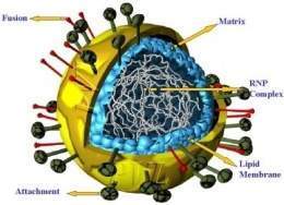 Nipah-virus.jpg