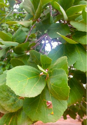 Perasolvestreafricana.png