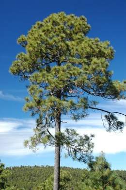 Pinus durangensis.jpg