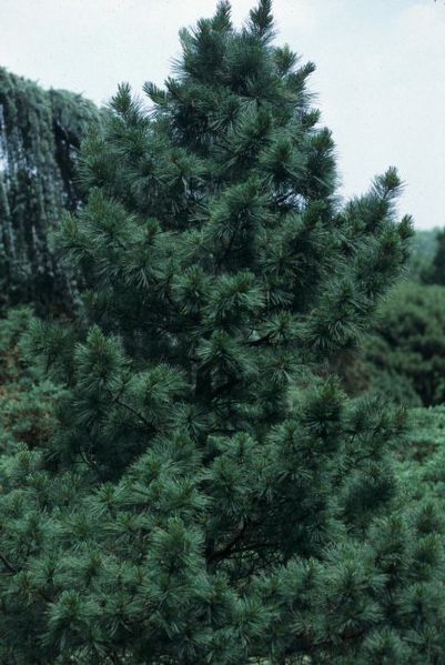 Archivo:Pinus strobus 1.jpg