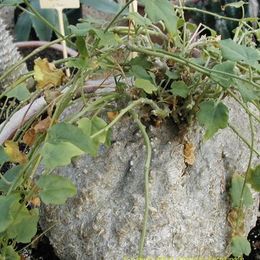 Xerosicyos pubescens.jpg