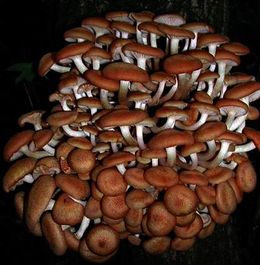 Armillaria.jpg
