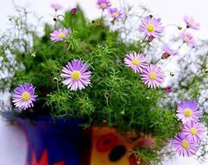 Brachycome-iberidifolia.jpg