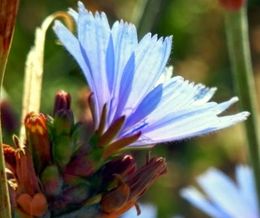 Cichorium intybus L..jpg