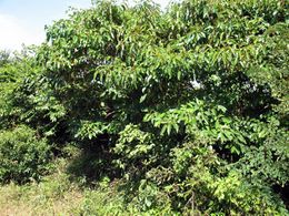 Croton argyrodaphne.jpg