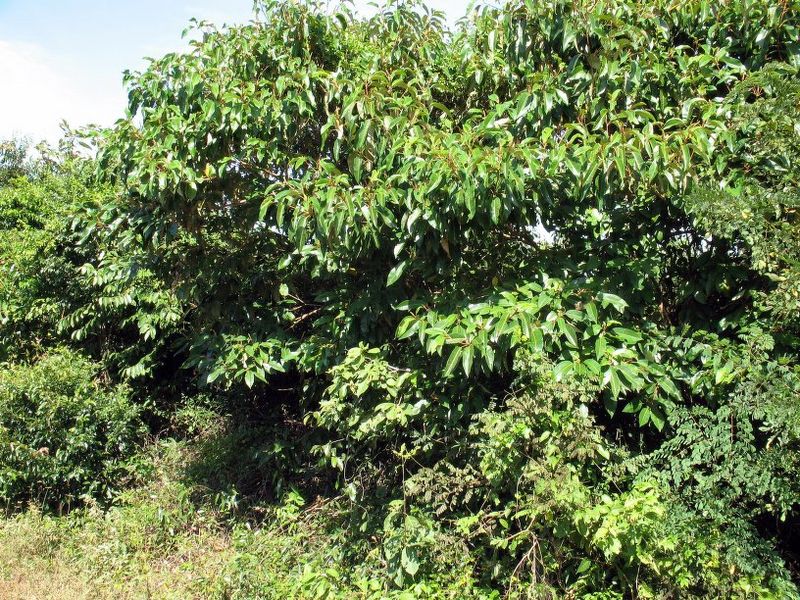 Archivo:Croton argyrodaphne.jpg