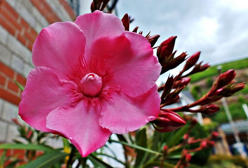 Archivo:Flor-de-adelfa.jpg