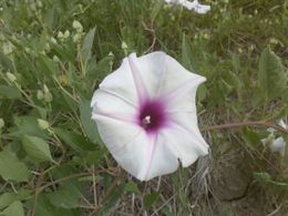 Ipomoea shumardiana.jpg