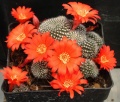 035Rebutia minuscula .JPG