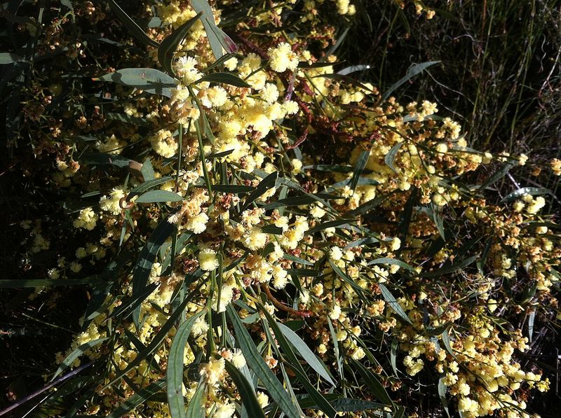 Archivo:Acacia cochlearis 2.jpg