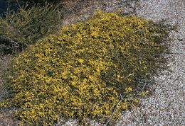 Acacia lullfitziorum.jpg