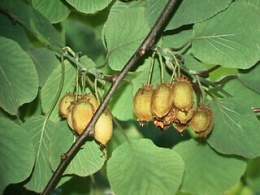 Actinidiaceae.jpg