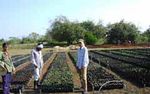 Agricultura Clarita.jpg