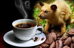 Cafe de kopiluwak.jpg