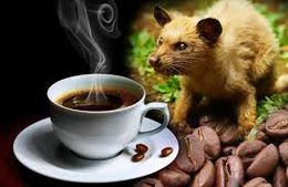Cafe de kopiluwak.jpg