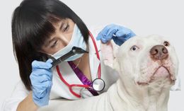 Como-tratar-la-otitis-canina-2.jpg