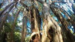 Ficus dendrocida.jpg
