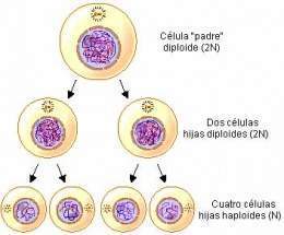 Meiosis2.jpg