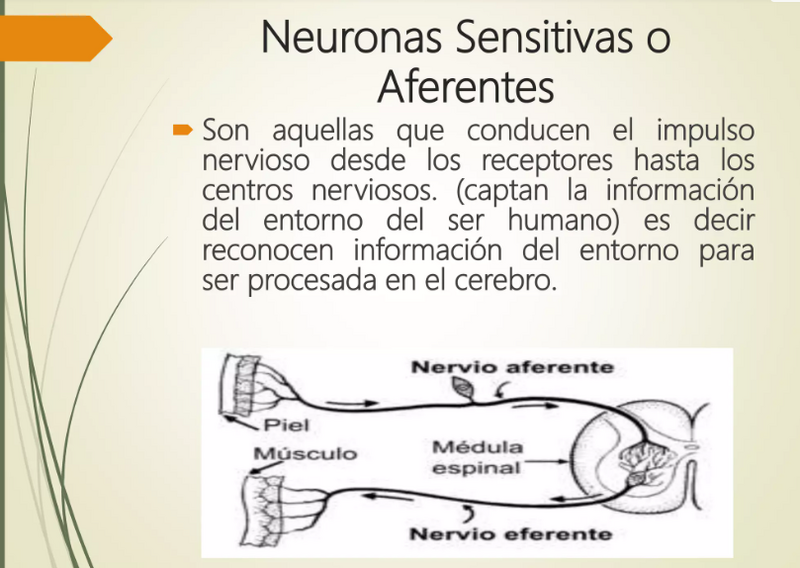 Archivo:Neuronasenitt.png