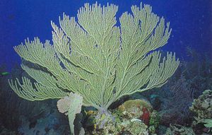 Plexaura flexuosa.jpg