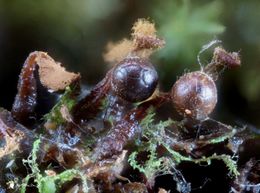 Triachia botrytis.jpg