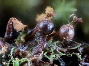 Triachia botrytis.jpg