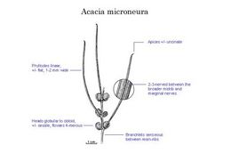 Acacia microneura.jpg