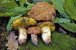 Apendiculatus.jpg