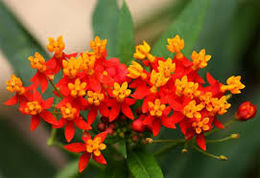Asclepias curassavica.jpg