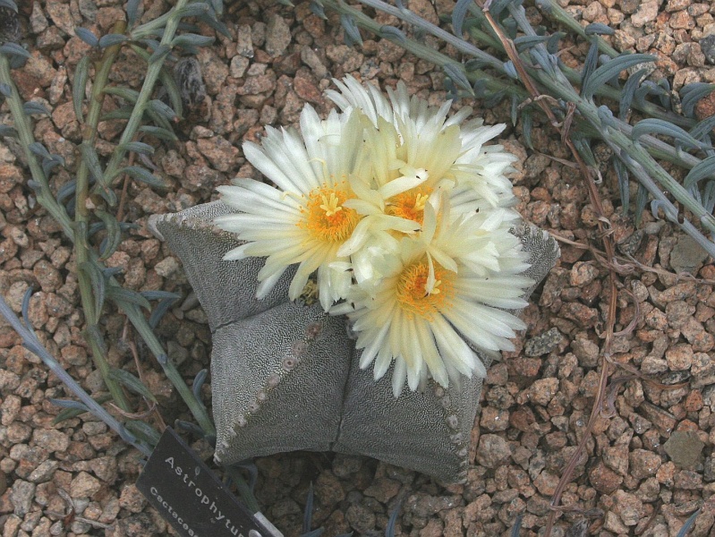 Archivo:Astrophytum.JPG