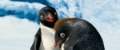 Happy Feet2.6 .jpg