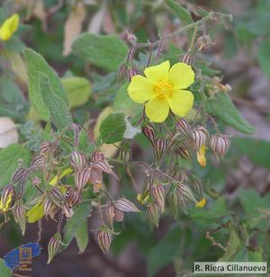 Helianthemum bystropogophyllum.jpg