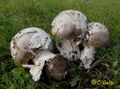 Miniatura de la versión del 14:07 16 sep 2024