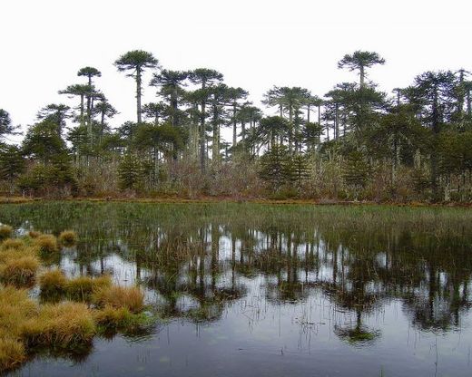 Parque Nacional Nahuelbuta - EcuRed